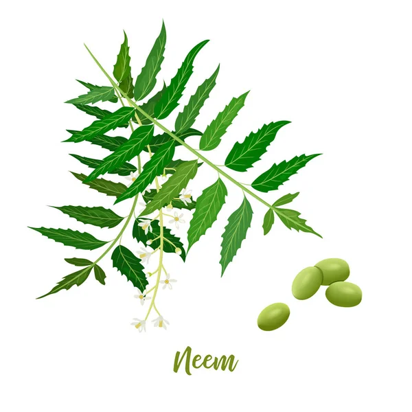 Gałąź liści neem, kwiaty i strąki. do kosmetyków naturalnych, produktów do pielęgnacji, aromaterapii, olejów — Wektor stockowy