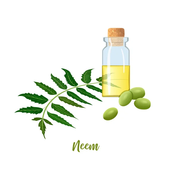 Botella de vidrio con cor, aceite de neem, rama de hojas, flores y vainas. Hierba Ayurveda. vial. Aceituna para medicina, cosméticos — Vector de stock