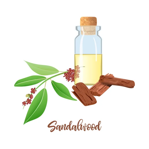 Aceite esencial de sándalo en botella de vidrio con corcho, hojas de Chandan, palos, aromaterapia, perfume, spa, ayurveda — Vector de stock