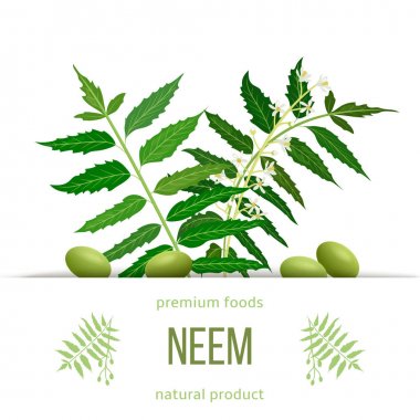 Neem yaprak şube, çiçekler ve kapsüller. Ayurveda Herb şablonu. Göz bozuklukları, mide rahatsızlıkları için kullanılır,