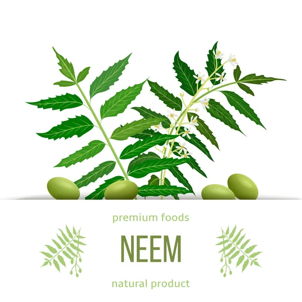 Rama de hojas de neem, flores y vainas. Plantilla Ayurveda Herb. Utilizado para trastornos oculares, malestar estomacal , — Vector de stock