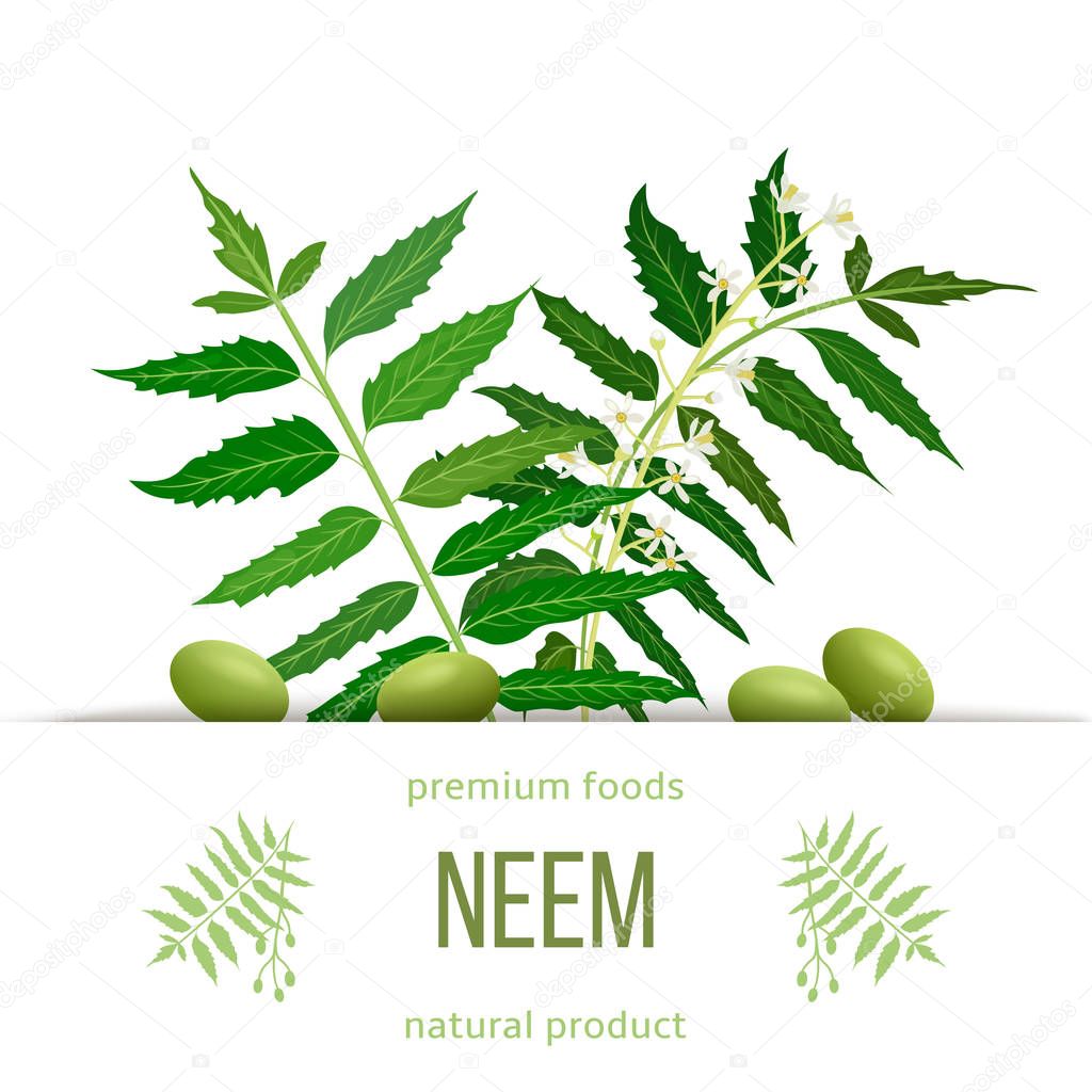 Neem leaf branch, flowers and pods. Ayurveda Herb template. Used for eye disorders, stomach upset,