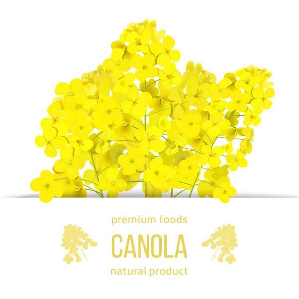 Rapeseed blossom flowers card. template copy space text. Premium foods badge. Flowering Canola or colza — Stock Vector