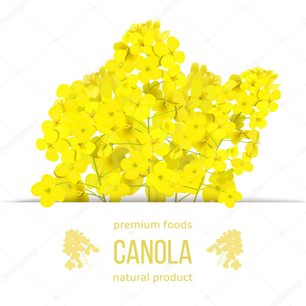 Rapeseed blossom flowers card. template copy space text. Premium foods badge. Flowering Canola or colza