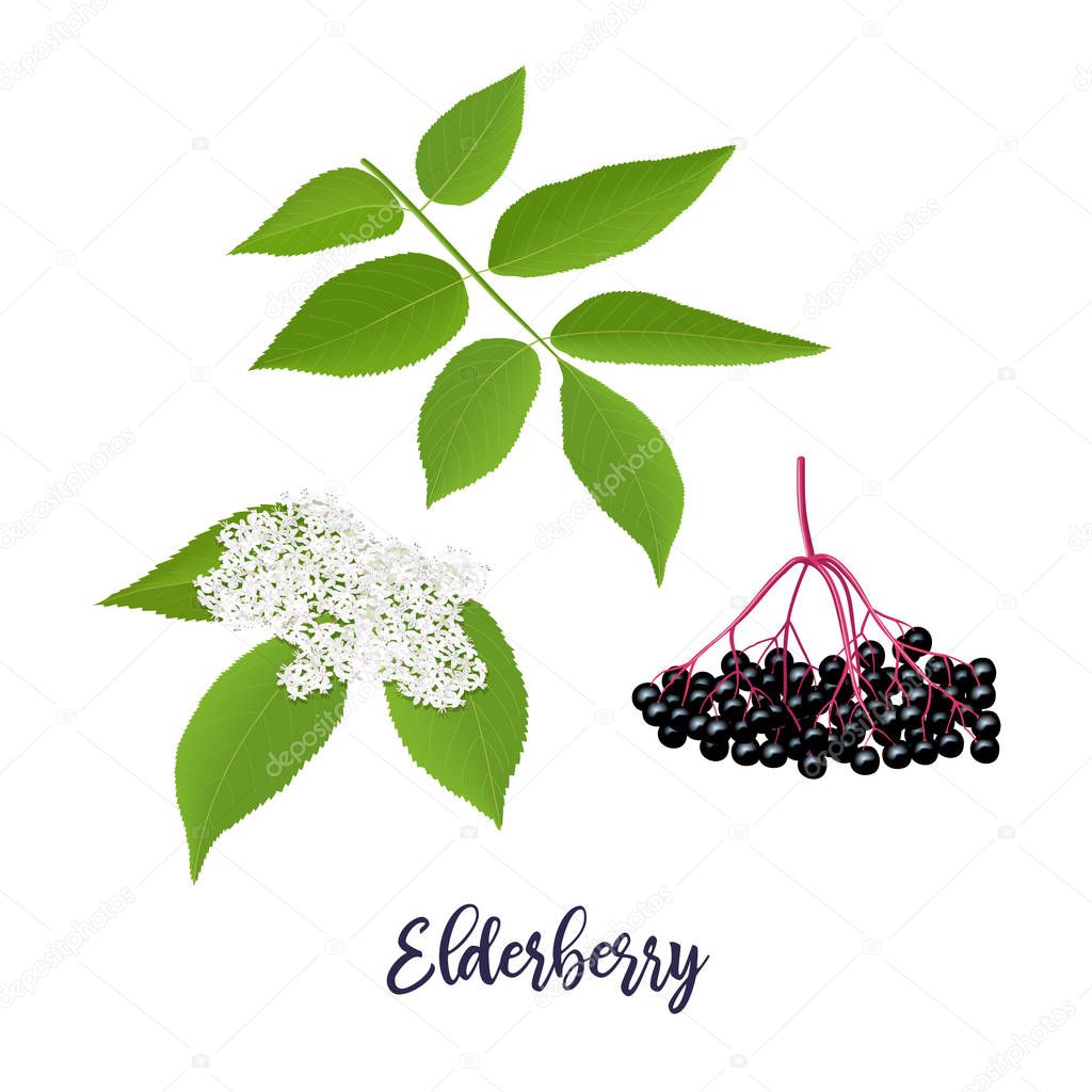 Elderberry with twig, berries, leaves, flowers. Sambucus nigra. black elder plant, European elder, European elderberry