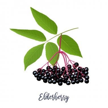 Dallı böğürtlen, böğürtlen, yaprak. Sambucus. siyah yaşlı bitki, Avrupa yaşlı, Avrupa mürver. Vektör