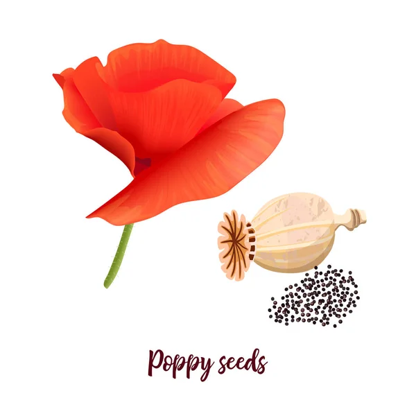 Red poppy flower, poppyhead and seeds isolated. Pink petals and green stem. Popie. Vector illustration — Stock Vector