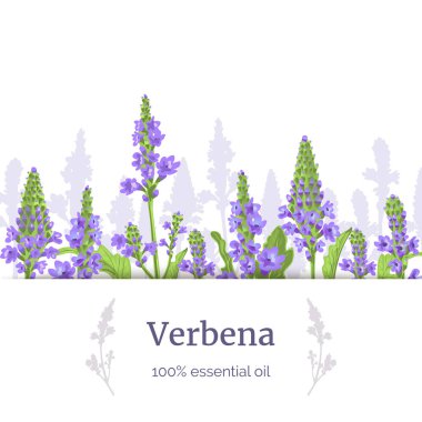 Verbena bitkisi. Saplar ve çiçekler. Verbenaceae tıbbi bitki vektör İllüstrasyon. Şerit etiketi, kopyalama alanı.