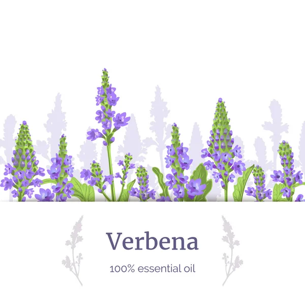 Verbena roślin. Łodygi i kwiaty. Verbenaceae leczniczy herb wektor ilustracji. Etykieta Stripe, przestrzeń kopiowania. — Wektor stockowy