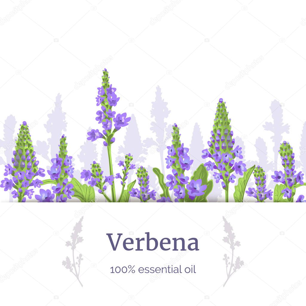 Verbena plant. Stems and flowers. Verbenaceae medicinal herb vector Illustration. Stripe label, copy space.