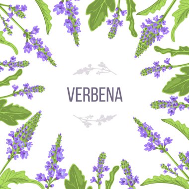 Verbena flowers and leaves card template with copy space. branch boxing. Verbenaceae medicinal herb clipart