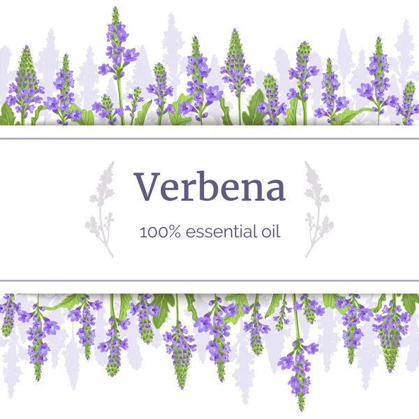 Verbena 植物卡模板,带条带上的复制空间。茎。Verbenaceae 药用药草载体插图 — 图库矢量图片