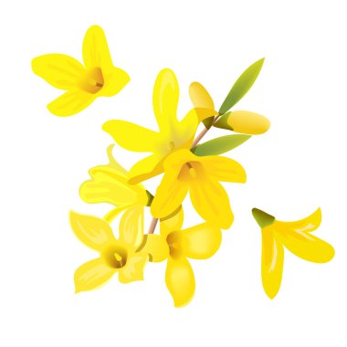Forsythia suspensa çiçek dalı ve çiçekler. Kart şablonu. Baharı hisset. çiçek açan sarı bahar ağacı