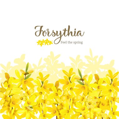 Forsythia çerçeve alt kenarlık. Kart şablonu. Baharı hisset. çiçek açan sarı bahar ağacı