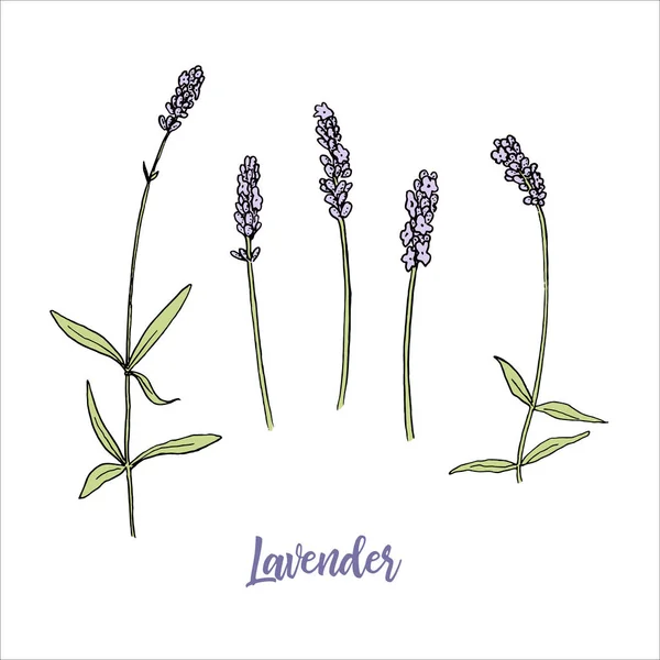 Flores de lavanda colorido estilo esboço. steem e cabeça na flor. Um bando de flores roxas de Lavandula. Caneta de tinta. Ilustração vetorial — Vetor de Stock