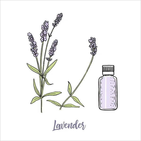 Flores de lavanda coloreadas estilo boceto y botella de aceite esencial cosmetcs. steem y la cabeza en flor. púrpura — Vector de stock