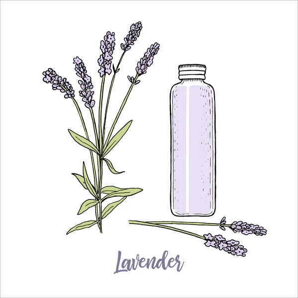 Flores de lavanda de color estilo boceto y cosmetcs maquillaje eliminación botella alta. Steem, cabeza en flor. púrpura — Vector de stock