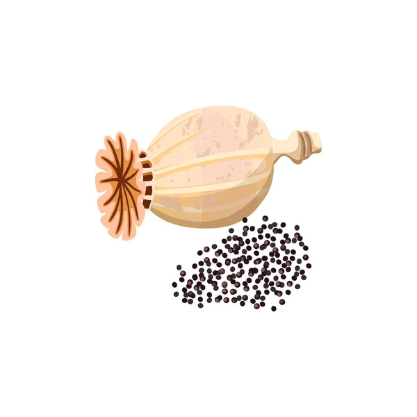 Capsula e semi di papavero essiccati. testa di papavero isolata, baccello di semi di papavero maturo. Popie . — Vettoriale Stock