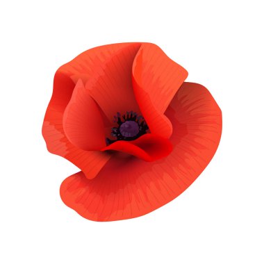 Haşhaş kırmızı çiçek baş üst görünümü. Scarlett yaprakları. Anma Günü. Vektör illüstrasyon. Papaveroideae