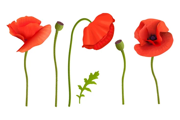 Poppies flowers and Stems. Wallpaper picture. Remembrance Day. For aromatherapy — Stock Vector
