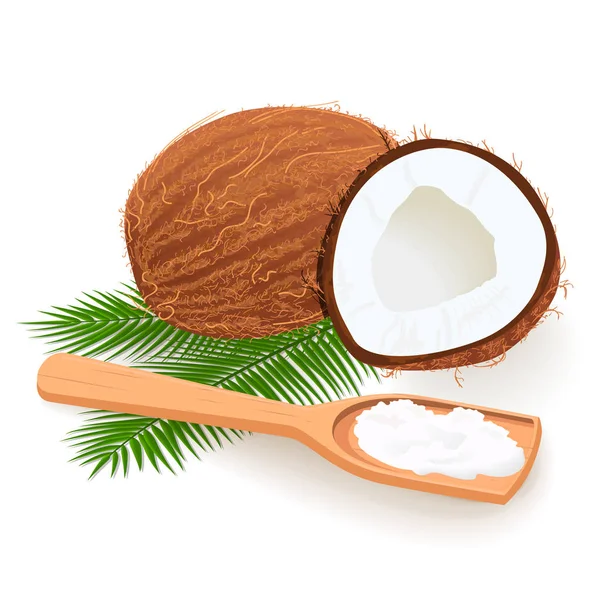 Kokosbutter auf einem Holzlöffel. ganze und geknackte reife Kokosnüsse und Palmblätter. Kopra. Freiraum schaffen. — Stockvektor