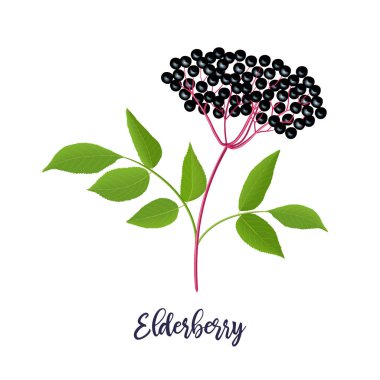 Dal, çilek, yaprakile olgun siyah mürver. Sambucus. siyah yaşlı bitki, Avrupa yaşlı, Avrupa mürver