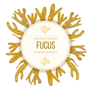 Fucus vesiculosus. Bladderwrack Deniz Yosunu, deniz bitkisi. Gerçekçi. Yuvarlak rozet etiketi şablonu.