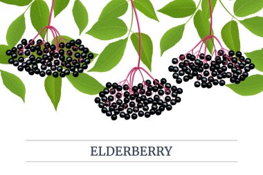Siyah mürver Stripe etiket, dal, çilek, yaprakları ile kopya alanı. Sambucus. siyah yaşlı, Avrupa mürver