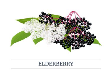 Siyah mürver Stripe etiket, dal, çilek, çiçek, yaprakları ile kopya alanı. Sambucus. siyah yaşlı