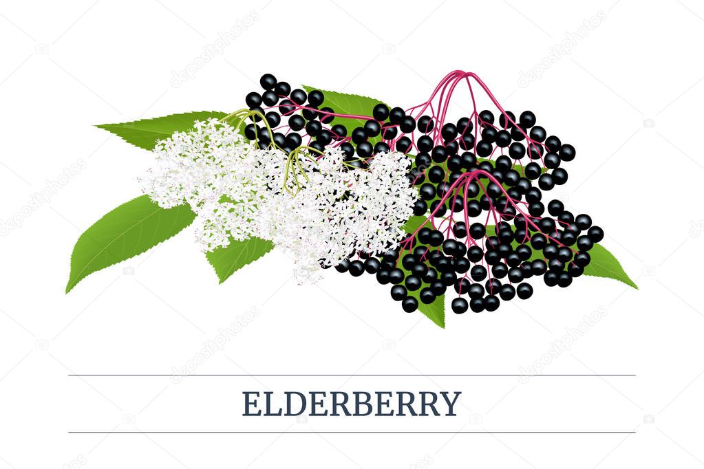 Black elderberry Stripe label, copy space with twig, berries, flowers, leaves. Sambucus. black elder