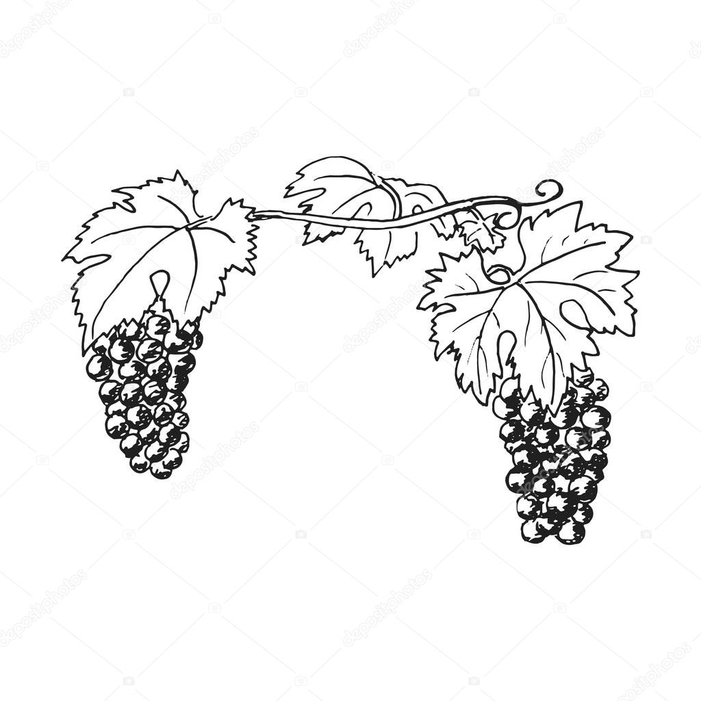 Hand drawn grapewine, bunch of grapes. Leaves, folliage, rape berries. Ink pen vintage sketch. Vector illustration. For prints, posters, food design winery label logo