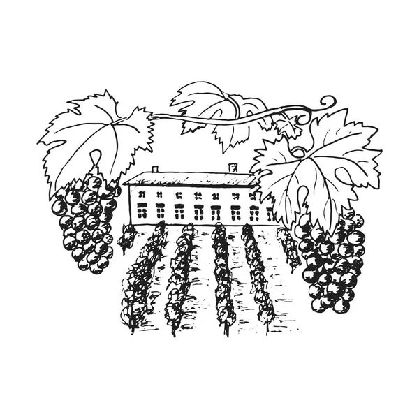 Виноградна плантація, виноградні пагорби, дерева, будинок, виноробня на горизонті Векторні ілюстрації. Рука намальована — стоковий вектор