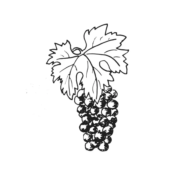 Uvas. Vino de uva, ilustración de grabado dibujado a mano, estilo minimalista. racimo de uvas. Hojas, follaje , — Archivo Imágenes Vectoriales