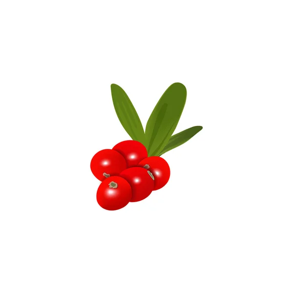 Verse rijpe Cranberry bessen met blad geïsoleerd. Fruit bos op witte achtergrond. Vector illustratie. — Stockvector