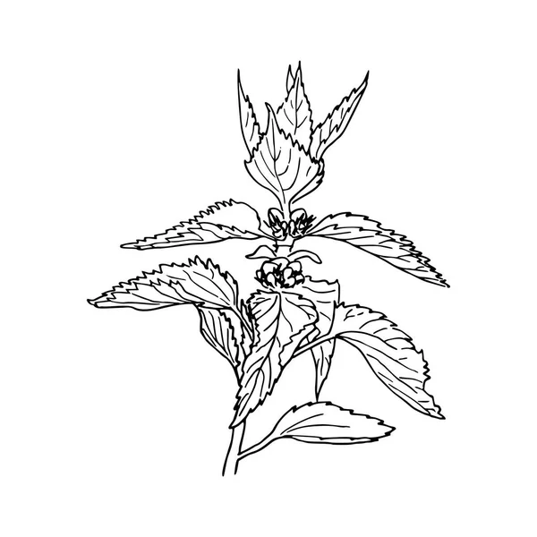 Urtiga planta médica com folhas. Herbal mão desenhada gravura ilustração, estilo minimalismo. Caneta de tinta esboço vintage — Vetor de Stock