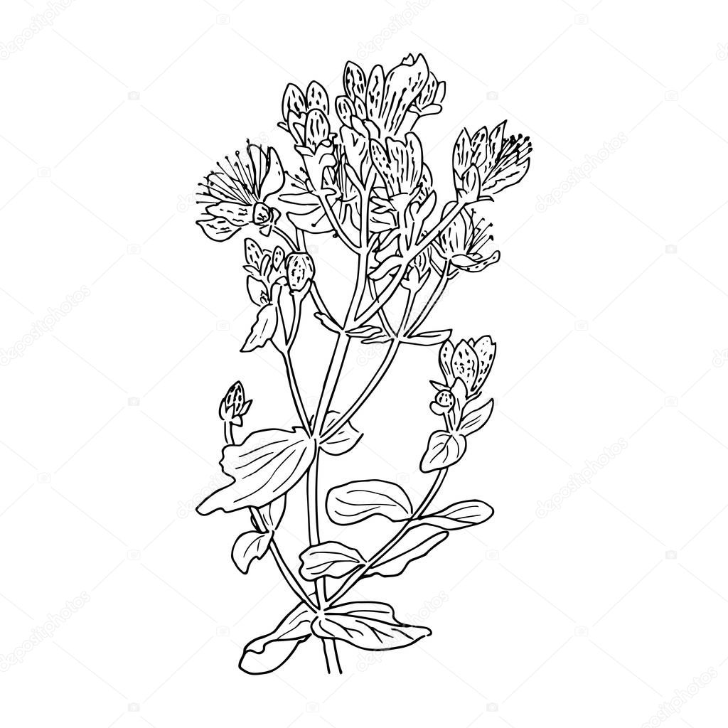 Hypericum perforatum, St. johns worth. Herbal hand drawn engraving illustration, minimalism style. silhouette