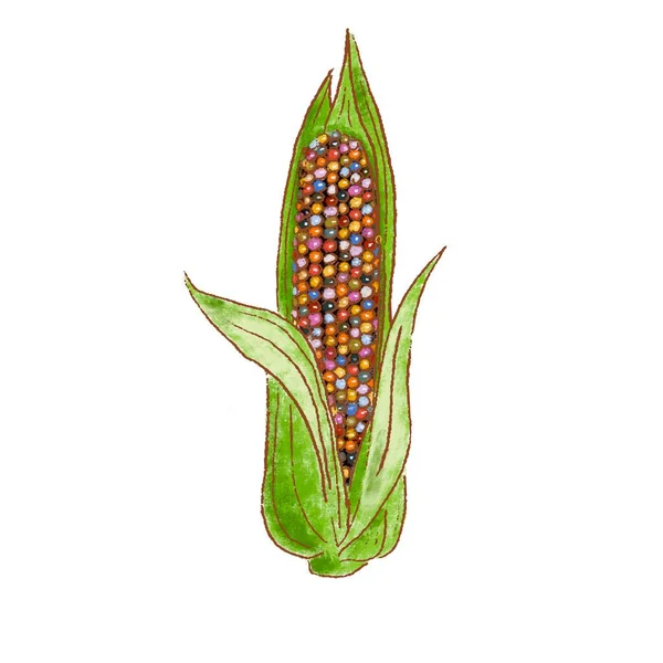 Friss nyersen érlelt fül Cob színű üveg drágakő kukorica. növényi izolált ikon. Rareripes. sietség — Stock Fotó