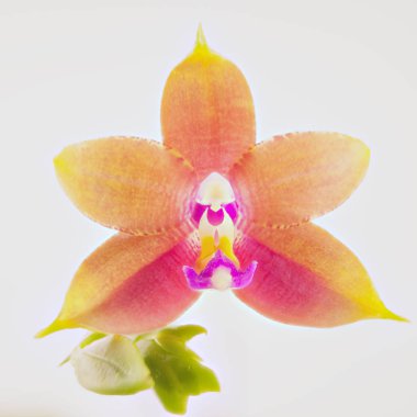 Beyaz arka planda bir tencerede nadir bulunan güzel bir orkide.