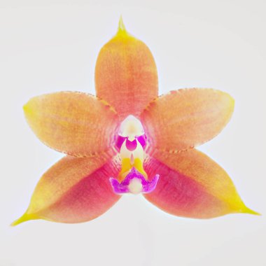 Beyaz arka planda bir tencerede nadir bulunan güzel bir orkide.