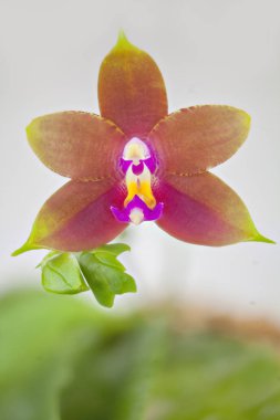 Beyaz arka planda bir tencerede nadir bulunan güzel bir orkide.