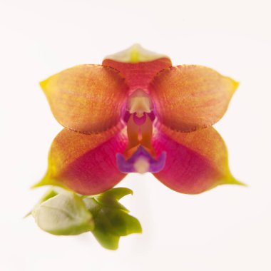 Beyaz arka planda bir tencerede nadir bulunan güzel bir orkide.