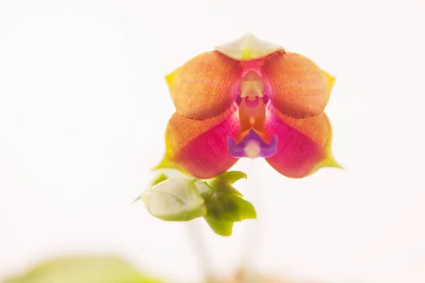 Hermosa Orquídea Rara Una Olla Sobre Fondo Blanco — Foto de Stock