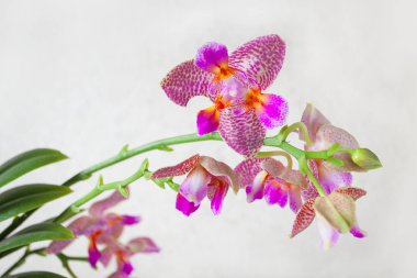 Penceredeki tencerede güzel bir orkide