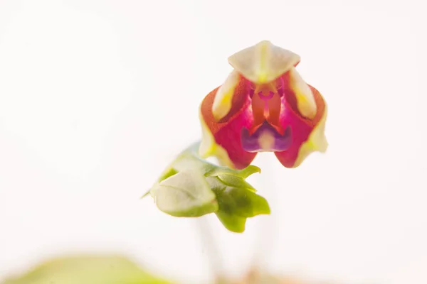 Belle Orchidée Rare Dans Pot Sur Fond Blanc — Photo