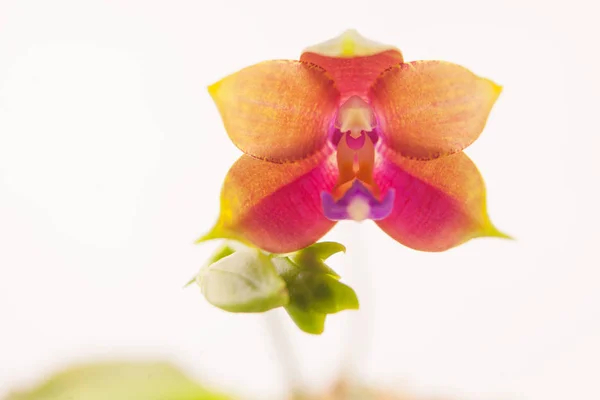 Hermosa Orquídea Rara Una Olla Sobre Fondo Blanco — Foto de Stock