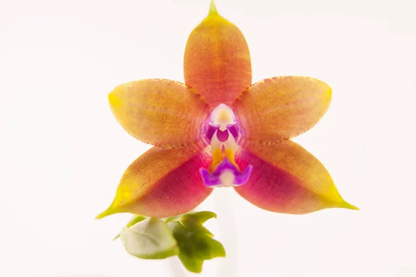 Krásná Vzácná Orchidej Hrnci Bílém Pozadí — Stock fotografie