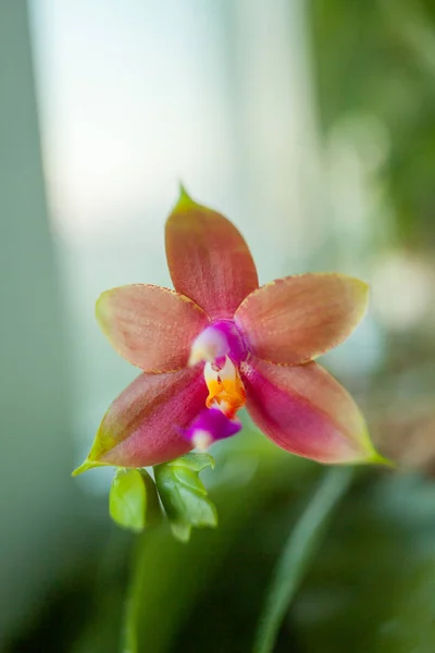 Krásné Vzácné Orchideje Hrnci Rozostřeného Pozadí — Stock fotografie