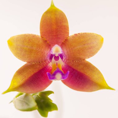 Beyaz arka planda bir tencerede nadir bulunan güzel bir orkide.