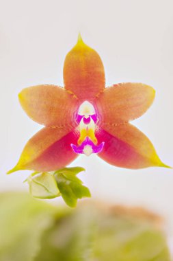 Beyaz arka planda bir tencerede nadir bulunan güzel bir orkide.
