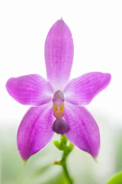 Hermosa Orquídea Rara Una Olla Sobre Fondo Borroso —  Fotos de Stock